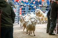 Border Cheviot Ewes-25